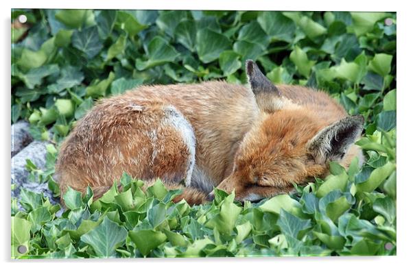 Fox 2 Acrylic by Ruth Hallam
