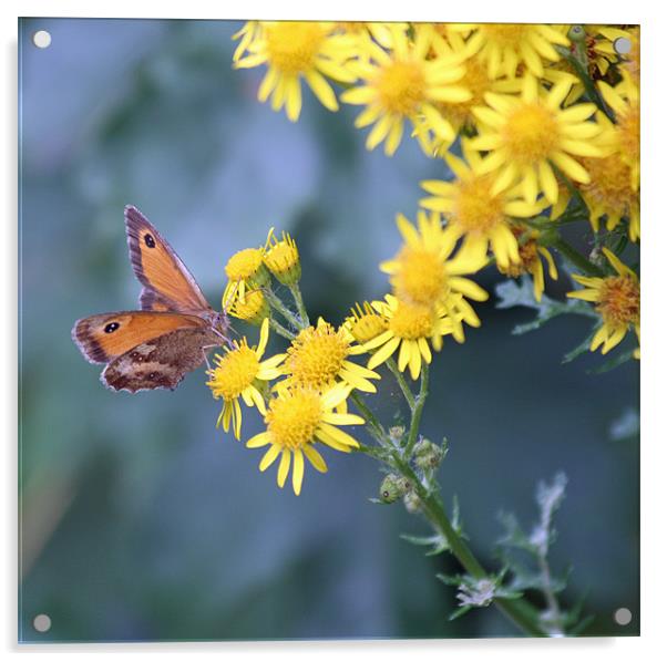 Gatekeeper butterfly 6 Acrylic by Ruth Hallam