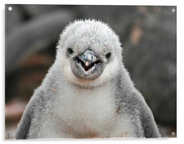 Chinstrap penguin chick Acrylic by Ruth Hallam