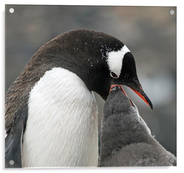 Gentoo penguin 5 Acrylic by Ruth Hallam