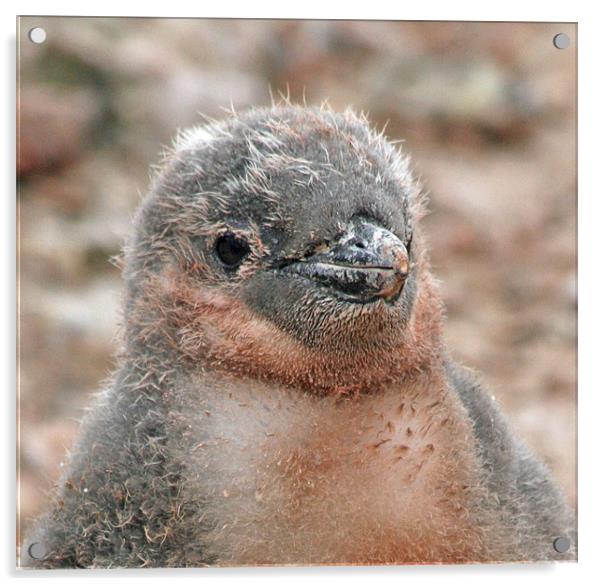 Chinstrap penguin chick 24 Acrylic by Ruth Hallam