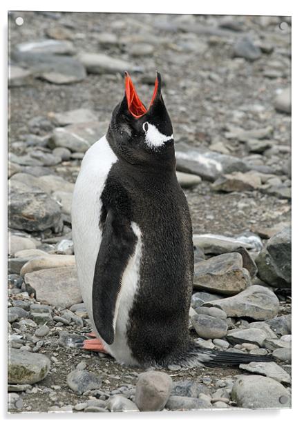 Gentoo penguin 18 Acrylic by Ruth Hallam