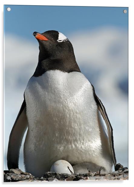 Gentoo penguin 34 Acrylic by Ruth Hallam