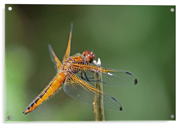 Scarce Chaser Dragonfly 3 Acrylic by Ruth Hallam