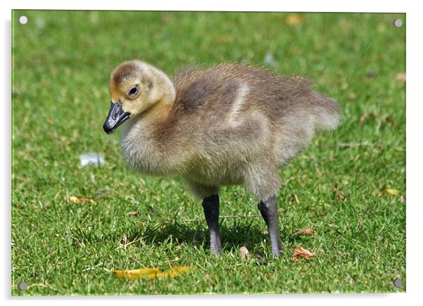 Canada Geese gosling 3 Acrylic by Ruth Hallam