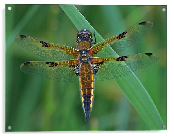 Four-Spotted Chaser Dragonfly 5 Acrylic by Ruth Hallam