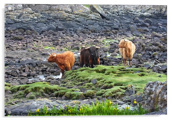 Highland Cattle Acrylic by Ruth Hallam