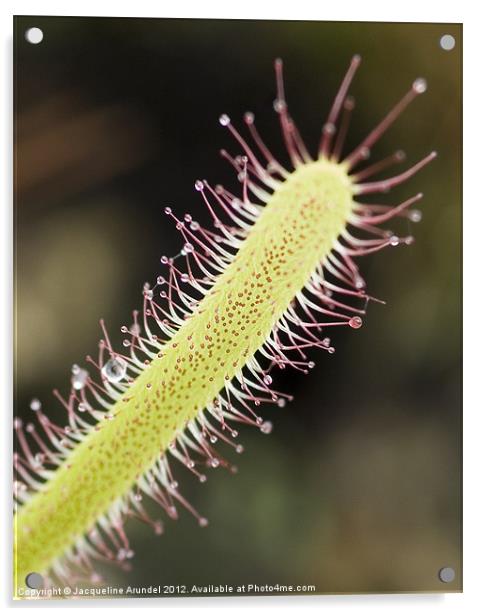 Carnivorous Plant: Portuguese Sundew Acrylic by Jacqueline Love