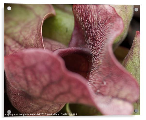 Sarracenia Purpurea Pitcher Plant Acrylic by Jacqueline Love