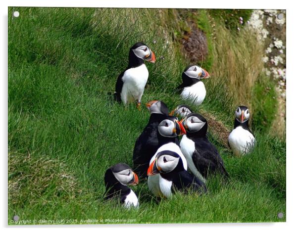 PUFFINS CITY Acrylic by dale rys (LP)