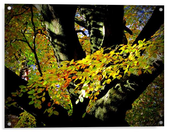 TREE Acrylic by dale rys (LP)