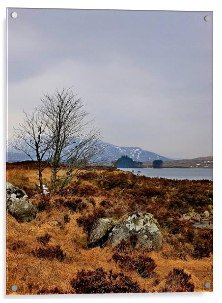 lone tree of corrour Acrylic by dale rys (LP)