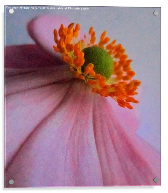  flora closeup Acrylic by dale rys (LP)