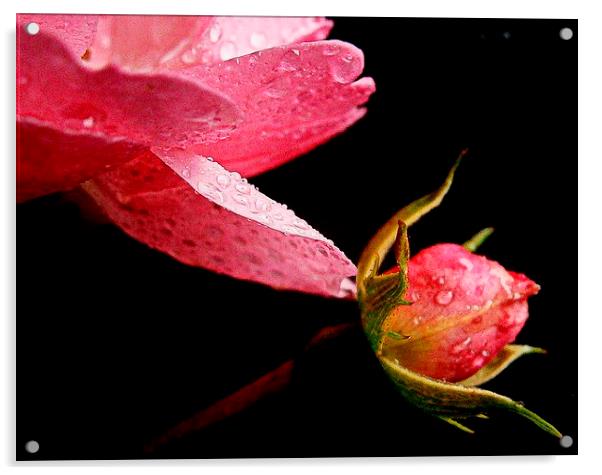  pink closeup Acrylic by dale rys (LP)