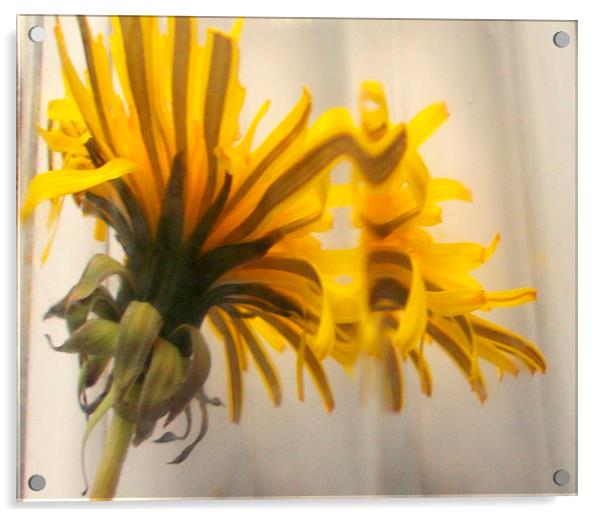  flower reflection Acrylic by dale rys (LP)