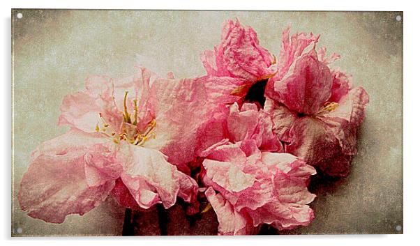  blossom closeup Acrylic by dale rys (LP)