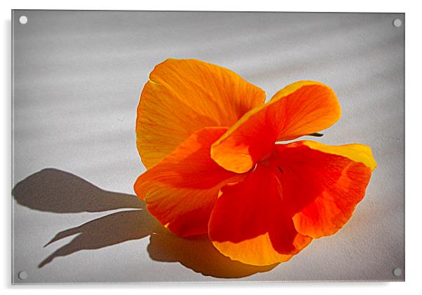  closeup flora Acrylic by dale rys (LP)