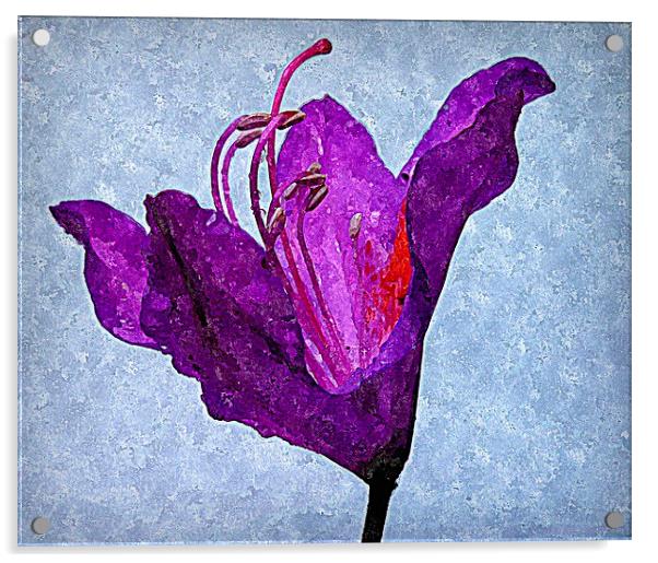  purple flora Acrylic by dale rys (LP)