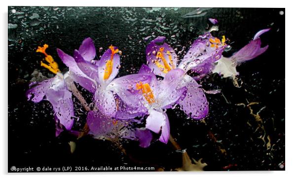 colorful closeup flora Acrylic by dale rys (LP)