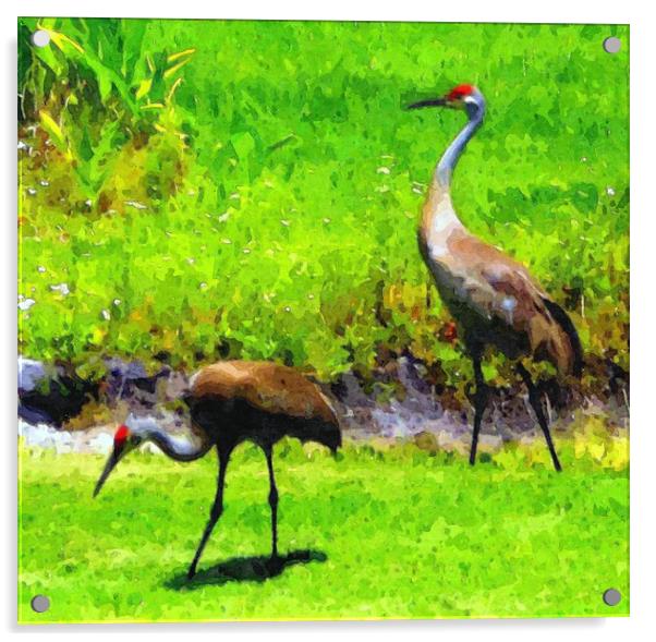sandhill cranes2 Acrylic by dale rys (LP)