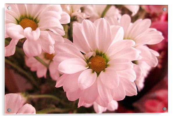 Pink Daisy Acrylic by Donna Townsend