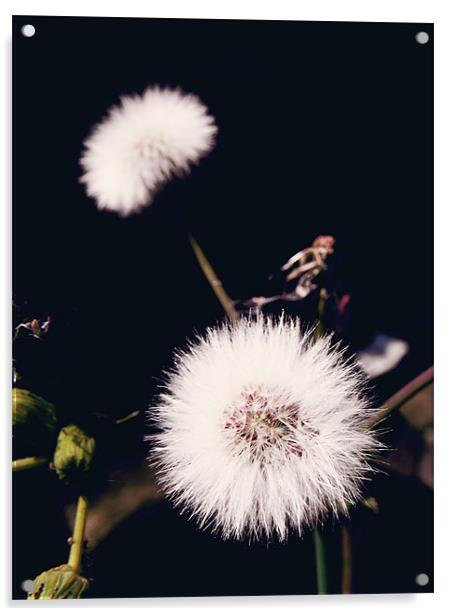 Dandelion Acrylic by Andrew Bailey