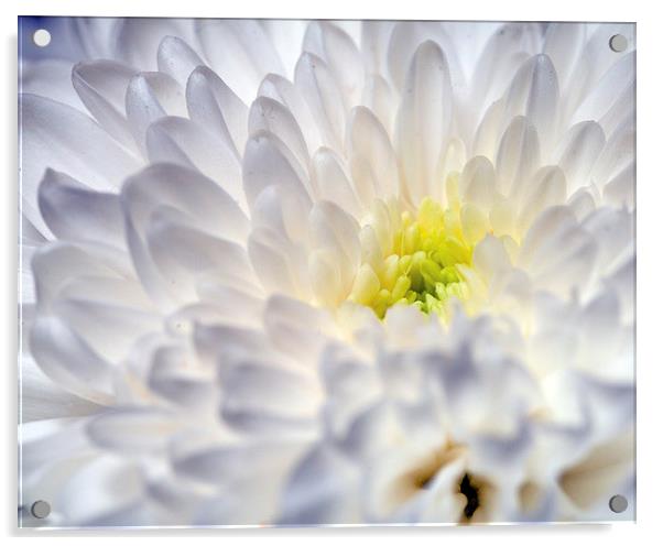 Chrysanthemum Acrylic by Paul McKenzie