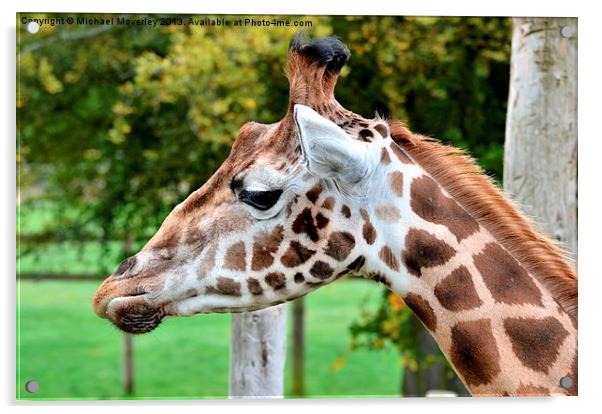 Close up of a Giraffe at Blair Drummond Safari Par Acrylic by Michael Moverley