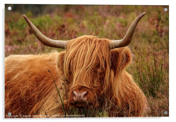 Highland Cow resting Acrylic by Debbie Metcalfe