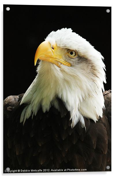 American Bald Eagle Acrylic by Debbie Metcalfe