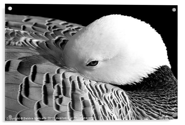 Black & White sleepy Duck Acrylic by Debbie Metcalfe