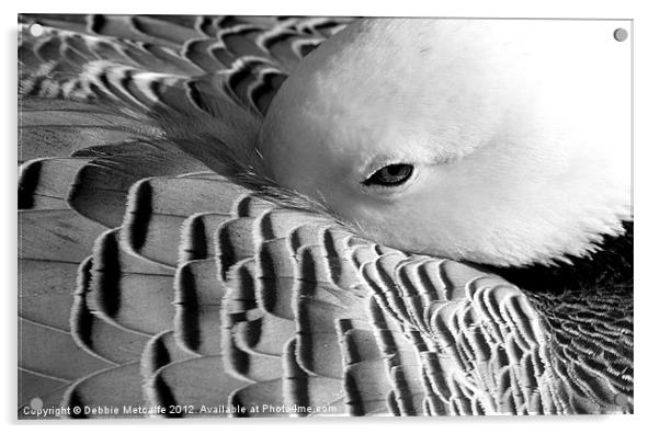 Sleepy Duck, Anatidae Anseriformes Acrylic by Debbie Metcalfe