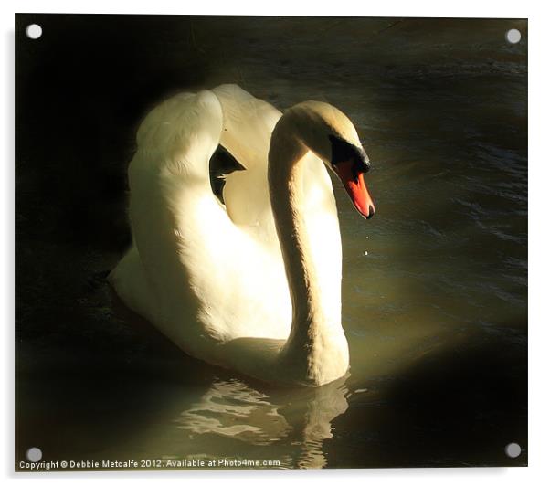 Graceful Mute Swan Acrylic by Debbie Metcalfe