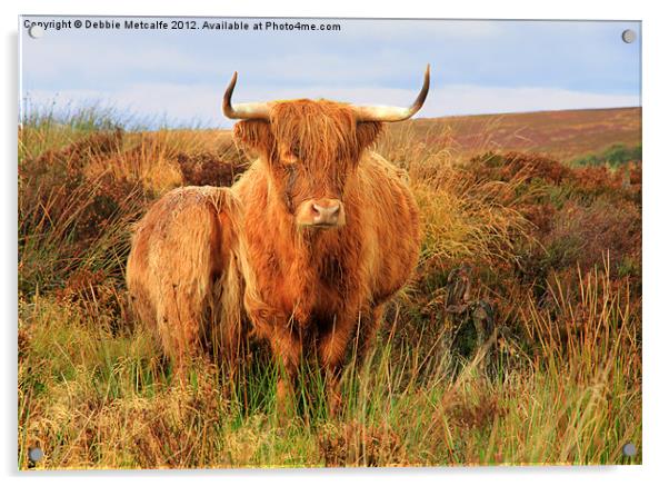 Highland Cow & baby Acrylic by Debbie Metcalfe