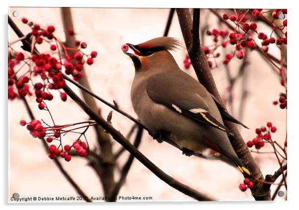Waxwing and berries Acrylic by Debbie Metcalfe