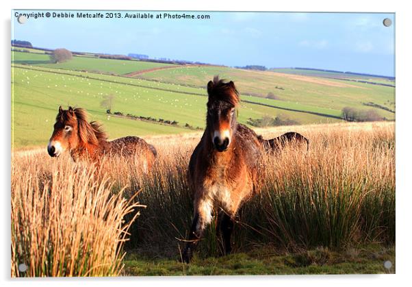 Ponies on Exmoor Acrylic by Debbie Metcalfe