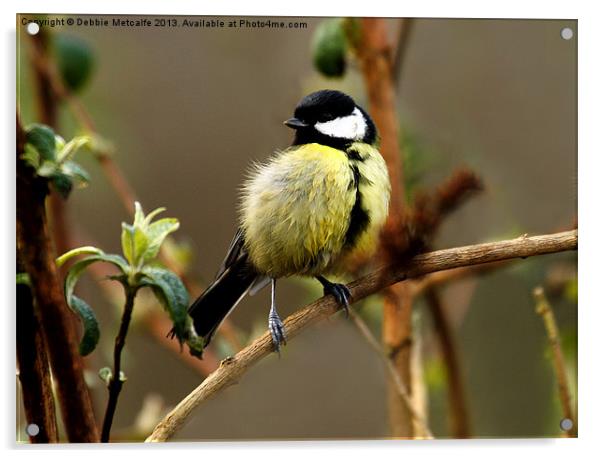Great Great Tit Acrylic by Debbie Metcalfe