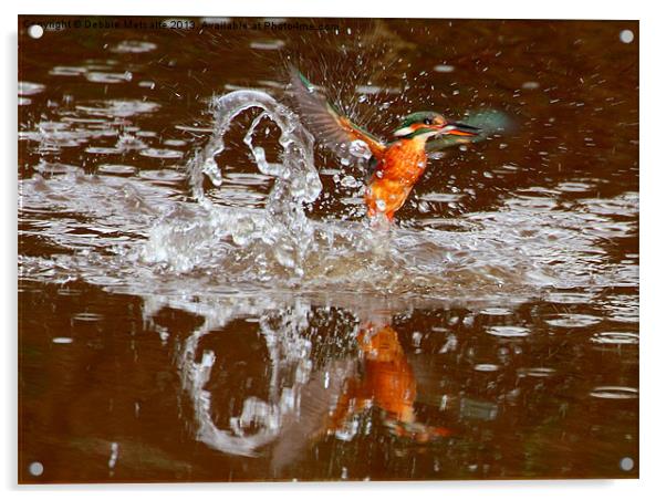Kingfisher splash Acrylic by Debbie Metcalfe