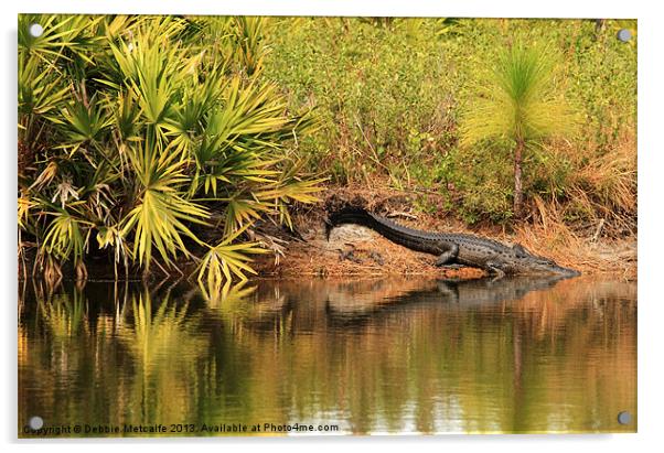 Alligator with her babies Acrylic by Debbie Metcalfe
