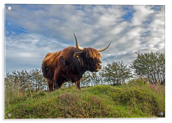 Highland Cow Acrylic by Debbie Metcalfe