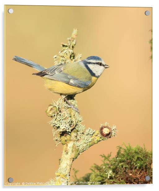 A quick rest stop for Blue tit  Acrylic by Debbie Metcalfe