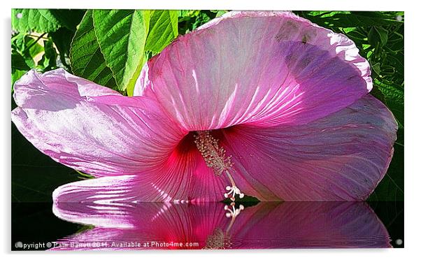 Hibiscus as I kiss the water... Acrylic by Patti Barrett