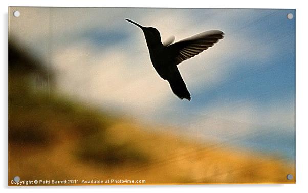 Hummingbird in flight Acrylic by Patti Barrett