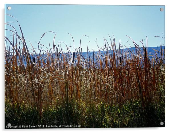 Fall Cat tails with Grand Mesa Background Acrylic by Patti Barrett