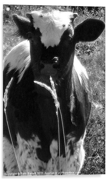 Calf in black and white Acrylic by Patti Barrett