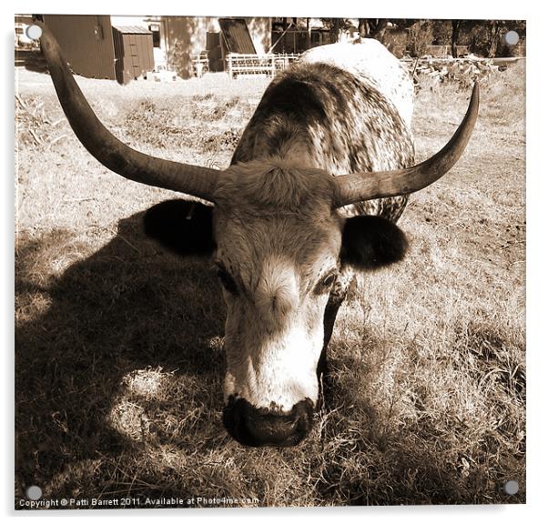 Texas Longhorn Acrylic by Patti Barrett