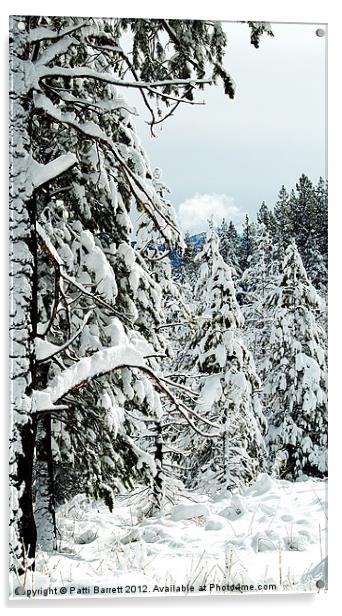 Winter pine trees Acrylic by Patti Barrett