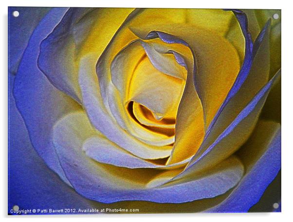 Rose in blue and gold Acrylic by Patti Barrett