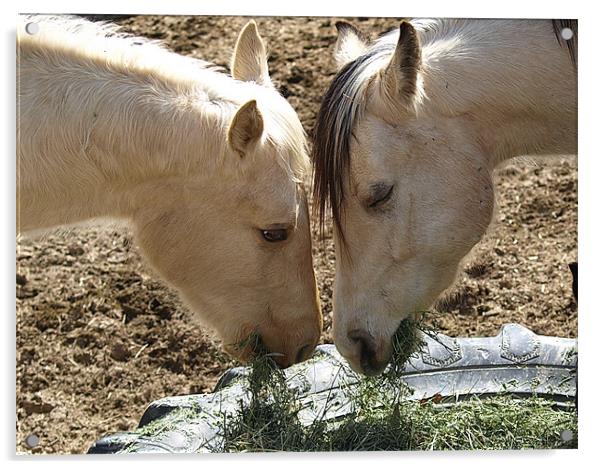 Horses sharing Acrylic by Patti Barrett