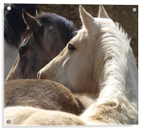 Horses duet Acrylic by Patti Barrett